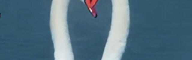 Љубавни плес лабудова (ВИДЕО)