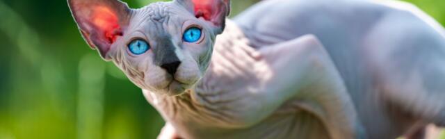 Ove mačke nisu za vaš dom: Veterinar upozorava na PET RASA sa najviše zdravstvenih problema