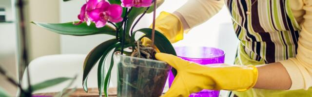 Superhrana za orhideje: Zbog ove jedne namirnice iz kuhinje će procvetati brzinom svetlosti