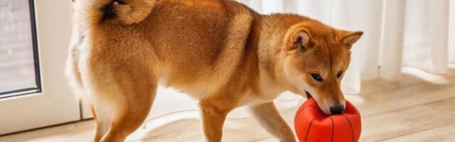 5 rasa pasa koje treba izbegavati ako imate malu decu: Oprez – mogu biti rizični za mališane