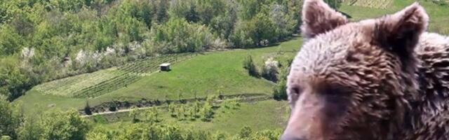 Medvedi stigli u Zaovine?! Pojavio se kod restorana, a onda pobegao u šumu, nije bio sam (VIDEO)