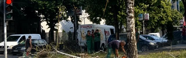 Uklonjena četiri stabla kod Autobuske stanice u Novom Pazaru