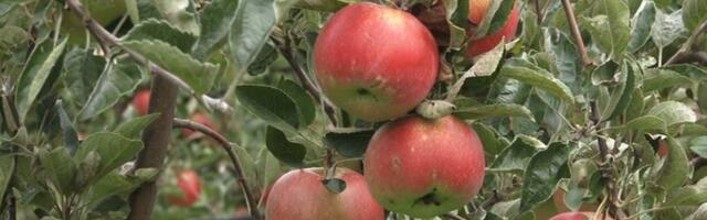 Najviše se izvozi jabuka, a najveći novac donosi malina