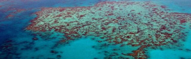 Majka i ćerka otkrile najveću koloniju korala na Velikom koralnom grebenu