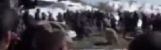 Pustili medvede na slobodu i očekivali da će krenuti u divljinu, ali kada su otvorili kaveze nastao je pravi HAOS! (VIDEO)