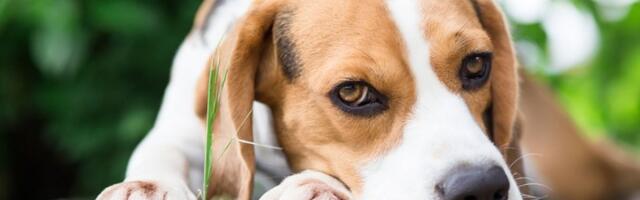 Da li pas može da izgori na suncu?