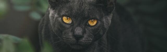 Zašto mačke tako dobro vide noću? Tajna noćnih lovaca