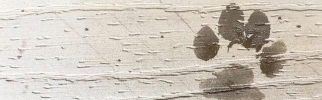 Hvala što ste ih zadržali: Muž i žena renovirali kuću, na podu pronašli TRAGOVE koje nisu želeli da uklone