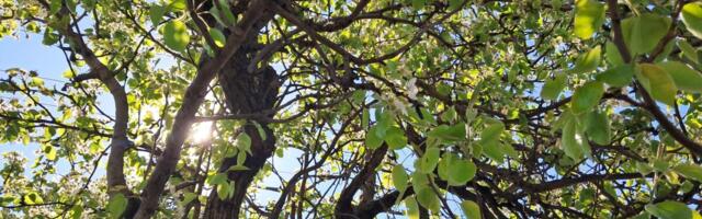 Miriše na leto: Toplo vreme prija i ljudima i biljkama, Vranje procvetalo prethodnih dana (FOTO)