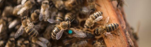 Da li će ova godina biti medonosna? Dobra zima vratila nadu u rodnu sezonu, ali ostao strah od starih problema