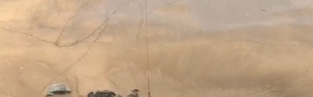 Ogromni bik težak jednu tonu spašen helikopterom sa puste plaže!