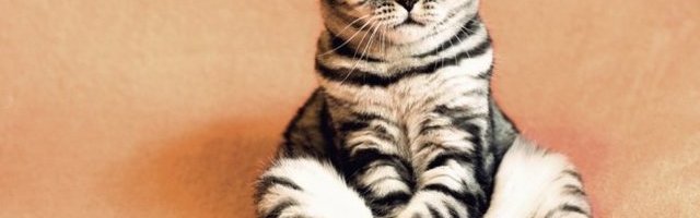 ZNA SE KO JE GLAVA KUĆE! A za bezobrazluk ide jedna vaspitna! (Video)