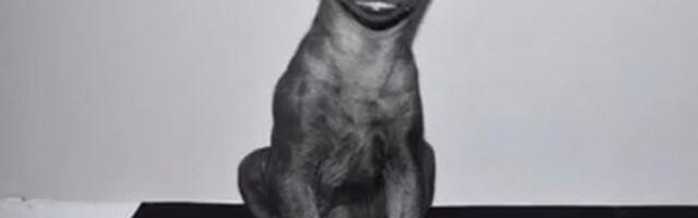 Krenuo po psa i kući stigao sa nasmejanim mladunčetom hijene