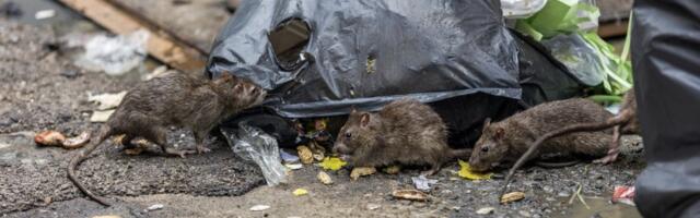Najezda pacova u BG: Izlaze iz WC šolja, stižu do 13. sprata