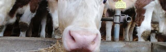 Raspisan javni poziv za subvencije za kvalitetna priplodna grla