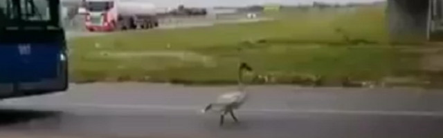 Razlog za usporen saobraćaj u Novom Sadu je neverovatan (FOTO)