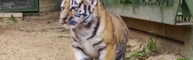 VIDEO: Mladunci ugroženog amurskog tigra prvi put izašli iz skloništa u Moskvi