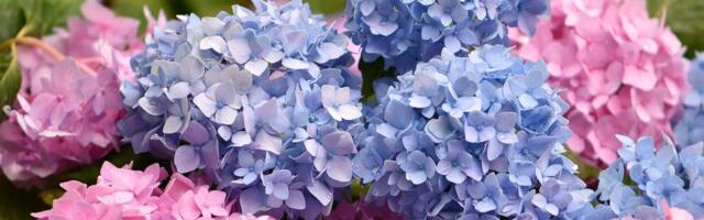 Dodajte ovo u zemlju i gledajte čudo: Hortenzije će vam procvetati kao nikada