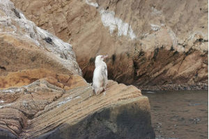 Чудо на Галапагосу, откривен бели пингвин
