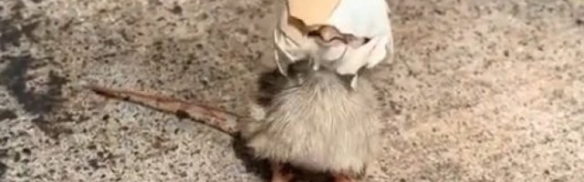 KALIMERO STVARNO POSTOJI! Snimljen u parku, pijukao "OVO JE NAPRAVDA!", a onda je momak prišao i rešio problem!