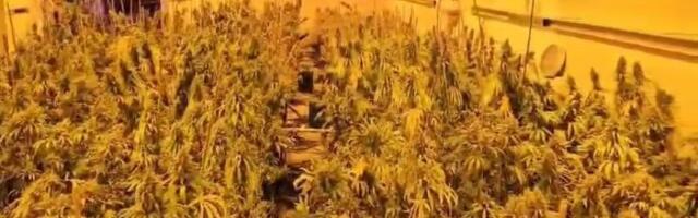 DROGA VREDNA VIŠE OD MILION MARAKA: U Sarajevu otkrivene dve laboratorije za proizvodnju marihuane