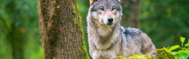 Vuk napao i ugrizao dete (5) u selu kod Štrpca
