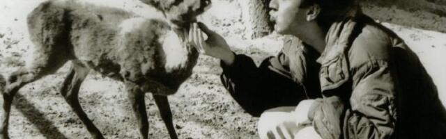 Svi smo bar jednom plakali uz "Jeleni umiru sami"