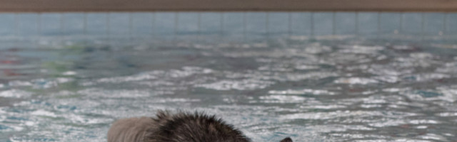 Urnebesni prizori simpatičnog haskija koji sabotira svaku fotografiju (FOTO)