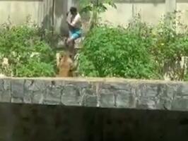 (UZNEMIRUJUĆE) MLADIĆA (19) NASMRT RASTRGLA LAVICA! Ušao u njen kavez pred posetiocima, pa usledio HOROR! Nesrećni momak bio opsednut dresurom lavova