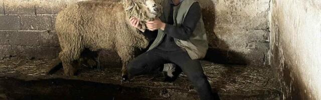 Tamo gde je srce! Između životarenja u Parizu i života na selu, Anđelo nije imao dilemu