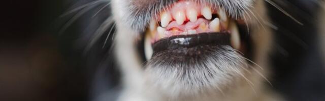 Beskervilski pas na jagodinski način:  Uhapšene dve osobe, krivične prijave protiv čak deset zbog lažnih prijava