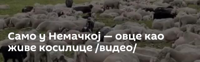 Само у Немачкој — овце као живе косилице /видео/