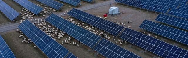 U pustinji su izgradili najveću solarnu elektranu na svetu: Nekoliko godina kasnije morali su da dovedu 20.000 ovaca