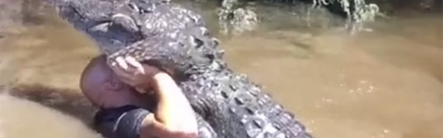 Čovek ušao u močvaru i rukama pomerao aligatora (VIDEO)