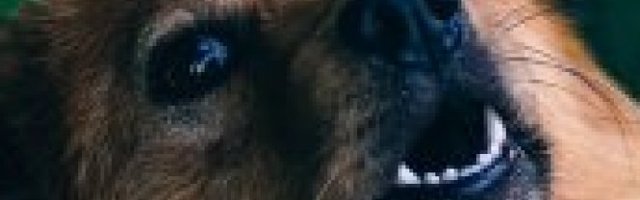 SITAN, AL' DINAMITAN! Neće tu da vršlja od sad bilo ko! (Video)