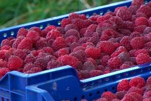 Малинари желе домах да договоре аконтну цену, многи још чекају новац од хладњачара