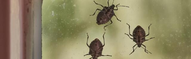 Hit rešenje za invaziju smrdibuba: Protiv ovog spreja nemaju NIKAKVE ŠANSE