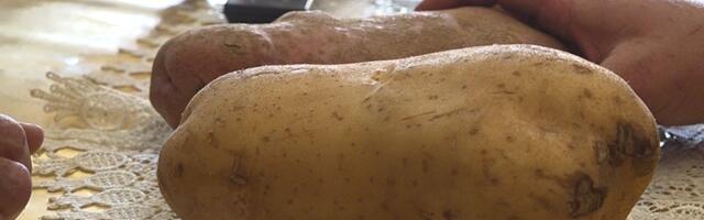 Krompir od skoro dva kilograma u Kućanima (VIDEO)