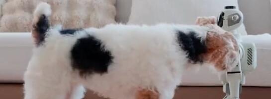 Inovacije koje će nas osvojiti: Od telefona za pse, do lizalica koje pevaju (VIDEO)