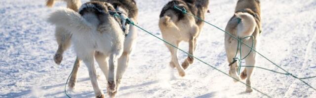 Au... Trampov čovek brutalno ponižen: Ne sme ni blizu pasa - Grenland uputio jasnu poruku