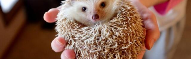 ‘Čuješ li me’: Tajnoviti svet sluha ježeva