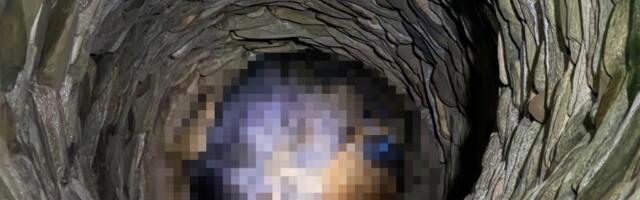 Horor kod Aleksinca! Dečak (14) tražio komšijskog psa, pa u bunaru zatekao jeziv prizor: Nađeno 7 leševa, celo selo u strahu - vodu ne smeju da piju!