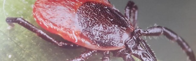 POČINJE SUZBIJANJE KRPELJA