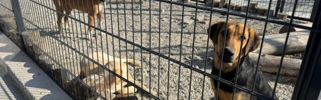 Do kraja sedmice nova javna nabavka za uslugu hvatanja i tretmana pasa lutalica (VIDEO)
