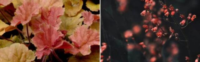 Ova biljka izgleda kao iz bajke, ali kažu da donosi nemir u kuću