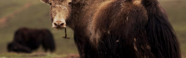 Кина наставља акцију клонирања јакова, планира више од сто јединки до 2028.