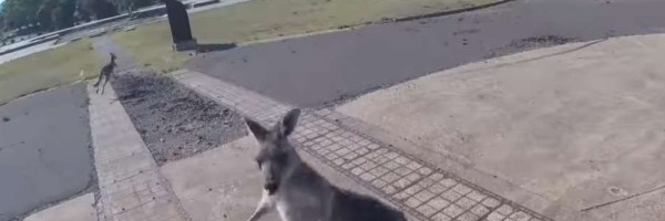 Kengur u maniru Majka Tajsona napao čoveka prilikom sletanja paraglajderom