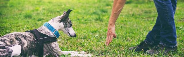 10 grešaka koje pravite u dresuri pasa