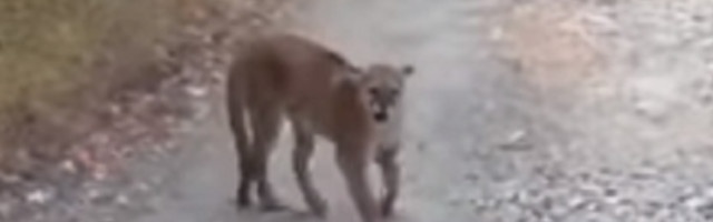 Sve zabeležio snimkom (VIDEO)