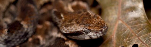 Tehnologija vakcina protiv kovida može ograničiti oštećenja koja izaziva zmijski otrov